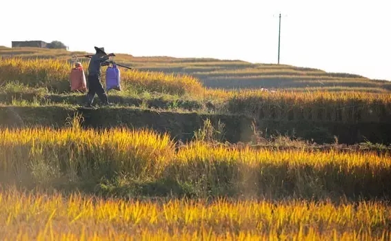 金色秋天稻田风景 20161104100941669.jpg