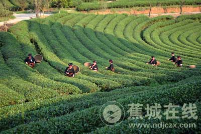 有颜值有内涵,蕉城猴盾村、邑板村上榜全国文