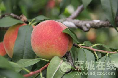 桃子怎么挑选 品种 20180709093909683.jpg