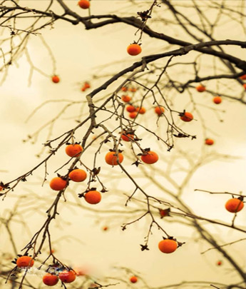 秋来又秋去 秋色醉蕉城