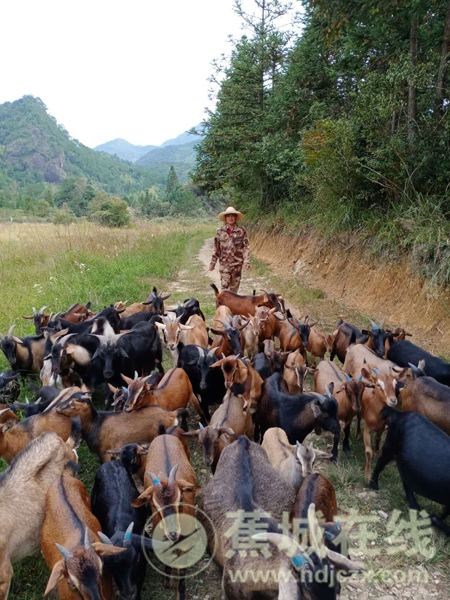 在计生协会帮助下,汤阿妹家通过饲养本地山羊走上致富路