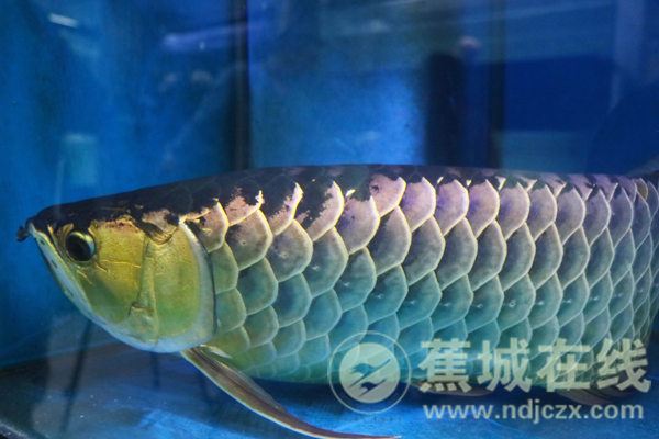 君妹妹時尚服裝（君君女裝）