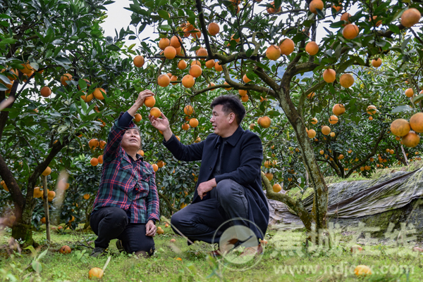 宋细禄：致富路上 人大代表显担当