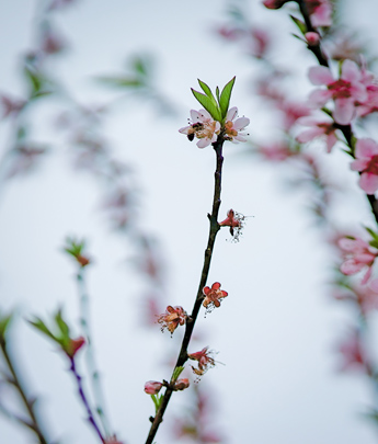 百里画廊 曲水桃源 与君共赴春天的“桃花之约”