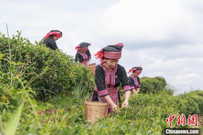 祝雪兰带领当地村民采摘茶青。　张河文 摄