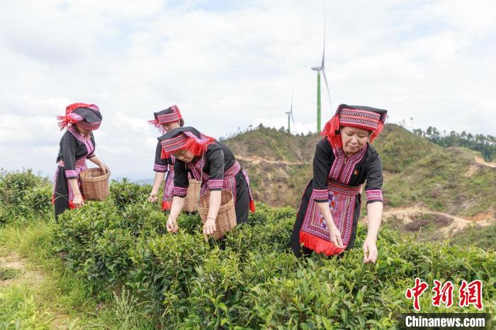 祝雪兰(右)带领当地村民采摘茶青。　张河文 摄