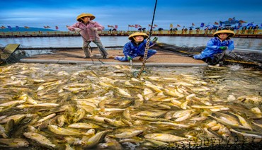 蕉城区大黄鱼产业发展综述