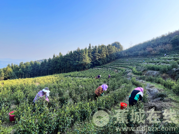 蕉城春茶迎来“开春第一采”