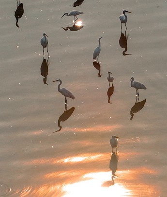 东湖湿地生态美 白鹭欢舞水云间