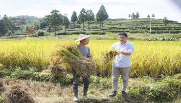 蕉城种粮大户阿宝：高山上种出“致富稻”