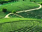 品质兴茶 寻求产业振兴发展“最优解”