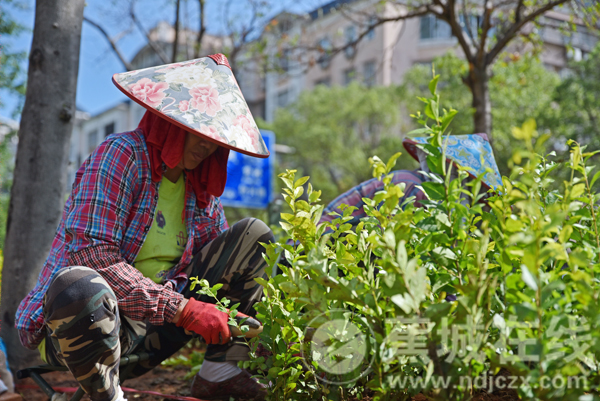 蕉城区宁川路绿化改造提升工程