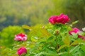 八都南岗：牡丹花开绽春韵