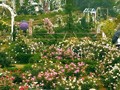 金涵畲族乡上金贝村:月季花海惊艳亮相