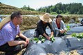 金涵乡：科技赋能地瓜田 走稳产业振兴路