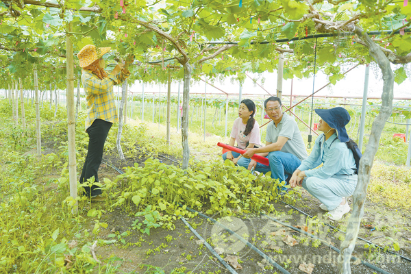 乡村振兴正当时|赤溪：“科特派”园间“把脉”助力葡萄种植提质增收