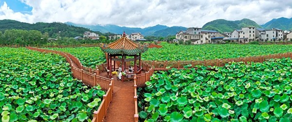 蕉城第一波荷花“上线”！乘坐公交可达→