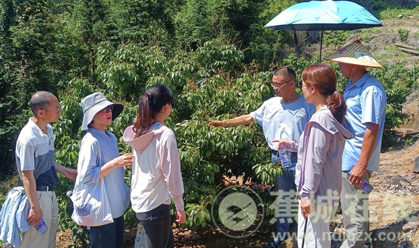 助“荔”产业振兴 蕉城科特派送“技”田间