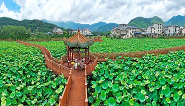 夏日荷花芬芳开 亭亭玉立迎客来