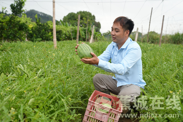 漳湾镇王坑村：瓜果飘香 农园采摘忙
