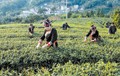 蕉城金涵畲族乡：“四大工程”赋能畲乡振兴