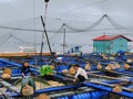 党支部铺就“致富路”黄湾村谱写山海产业振兴新篇章