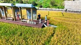 “稻”处好“丰”景