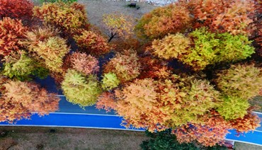 踏“杉”而来 在这幅限定“油画”里收藏季节的记忆