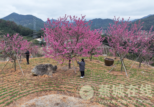 春风吻醒山谷 樱花如约绽放