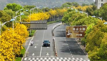 黄花风铃木 摇醒一城浪漫