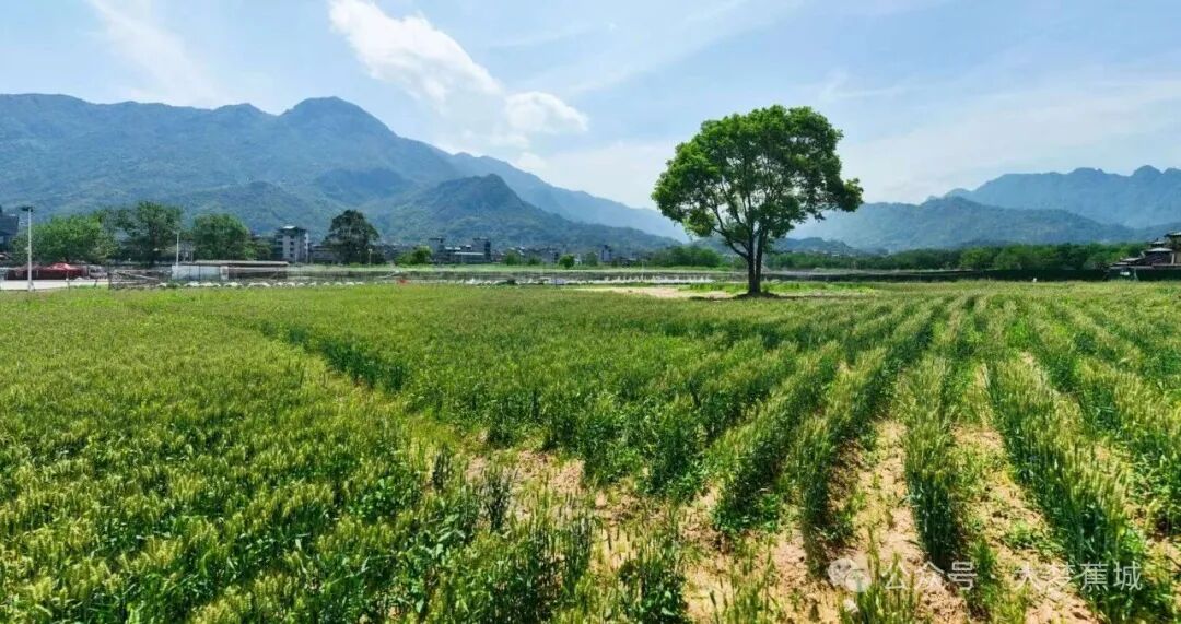 春日限定！坐上复古小火车，闯入霍童金色麦浪间~