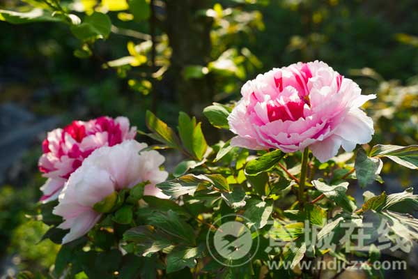 粉白覆青山 南岗牡丹园的春日浪漫