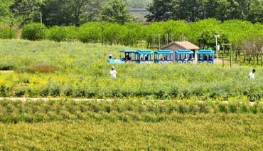 春风拂麦浪 霍童醉春光