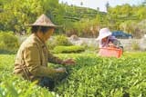 万亩春茶抢“鲜”开采