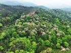 霍童山林限定美景！黄白黧蒴锥花簇满枝头