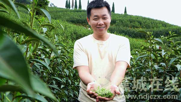 从茶乡少年到新农人 让一片叶子富了一方人