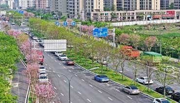 在连城路 邂逅一条“花景大道”