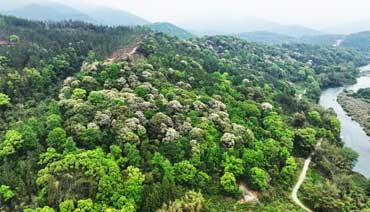 黧蒴锥花漫山林 霍童暮春景如画