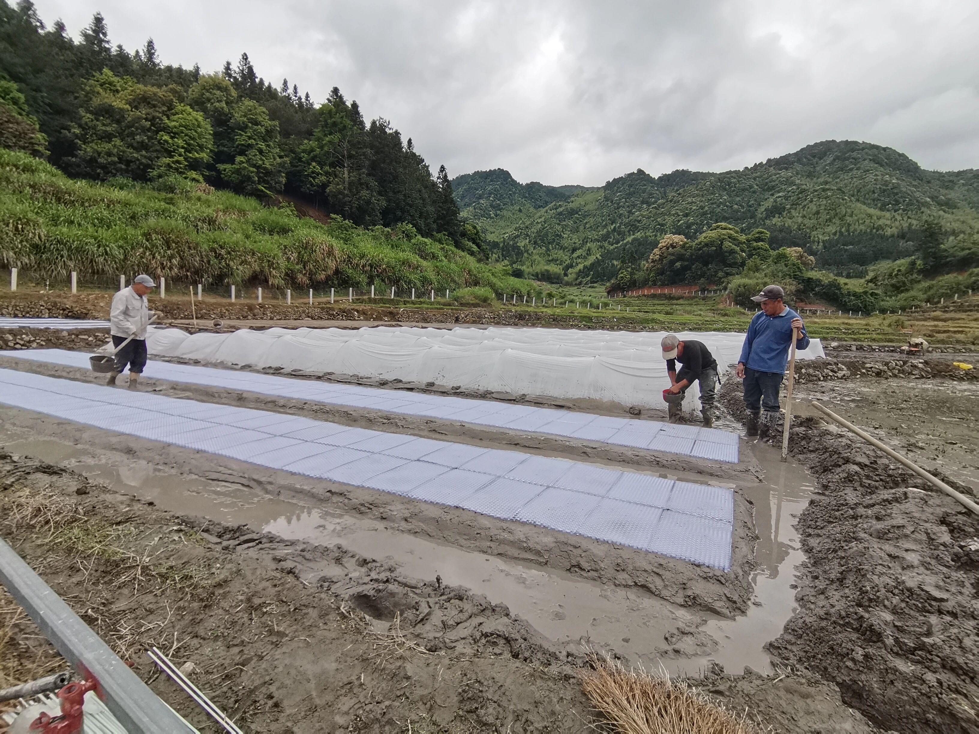 田间地头来了“特派员”！蕉城后溪村中稻育秧正忙