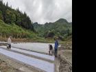 田间地头来了“特派员”！蕉城后溪村中稻育秧正忙