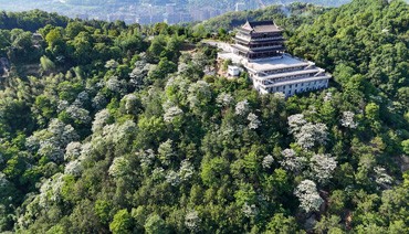 宁德镜台山：桐花盛放美如画