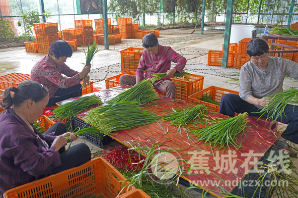 赤溪：特色种植添新活力 产销两旺助振兴