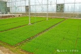 机器轰鸣育好秧 科技兴农促振兴