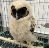 国家二级保护野生动物现身蕉城