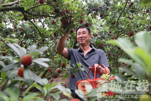 乡村振兴正当时|初夏梅香飘 七都东魁杨梅迎来丰收季