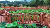 绿满洋岸坂 荷塘盛景入画来