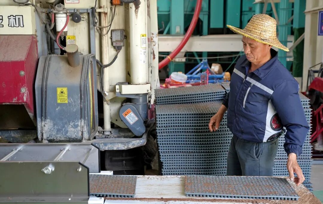 育秧不弯腰！蕉城这条“育秧流水线”火力全开→