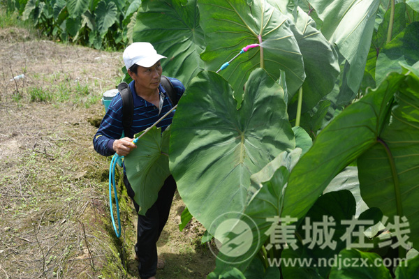 霍童芋田夏管忙 秋来丰收有底气