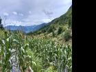 颗粒归仓！石后乡抢收玉米应对台风“巴威”
