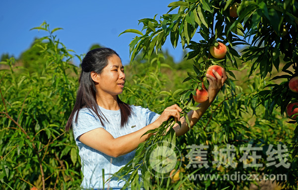 城南：共享农庄结硕果 水蜜桃变“致富果”